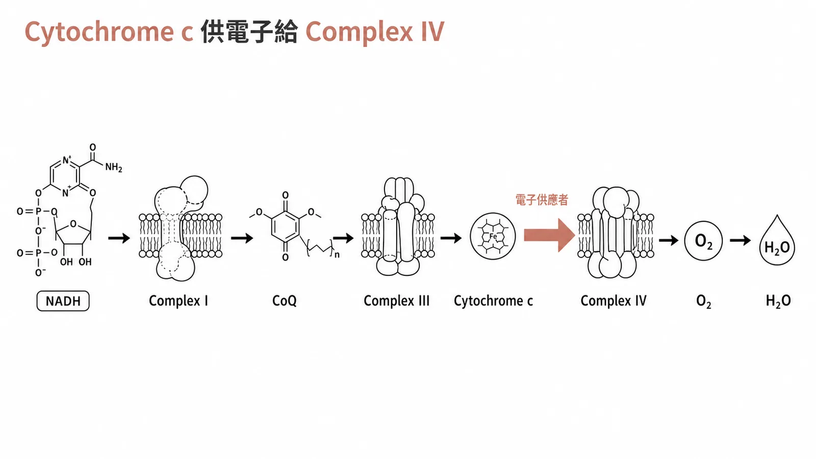 電子傳遞鏈中 Cytochrome c 將電子傳給 Complex IV