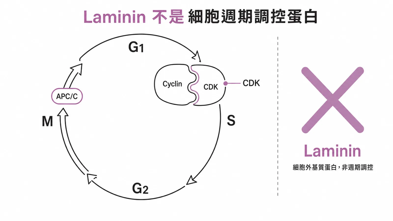 Laminin 非細胞週期調控蛋白,Cyclin、CDK、APC/C 才是