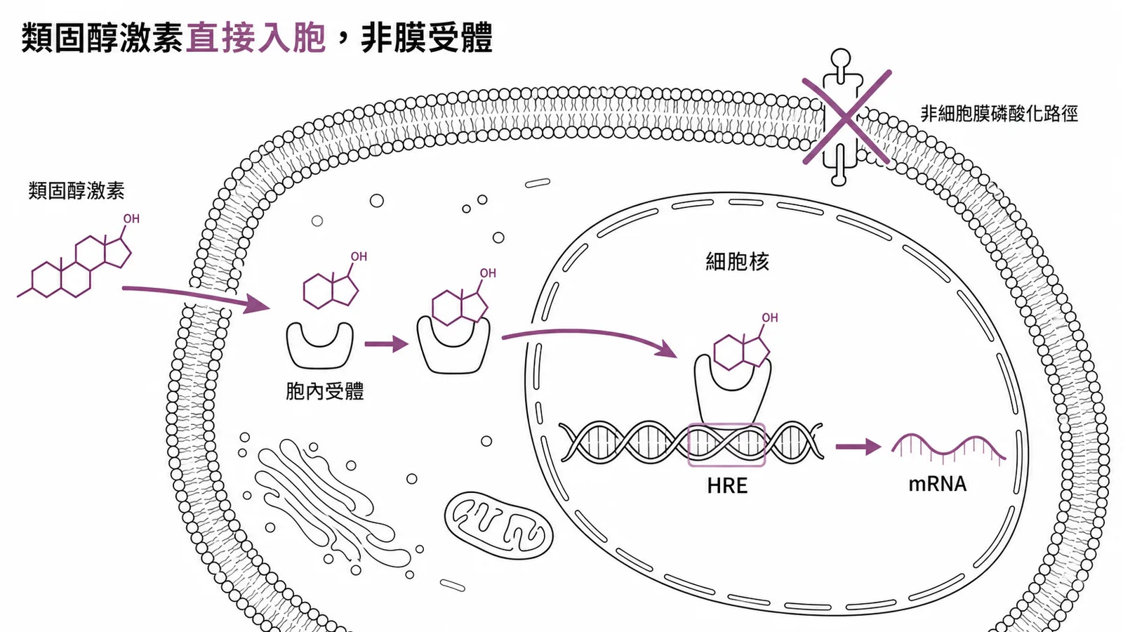 類固醇激素直接穿膜入胞結合胞內受體啟動轉錄