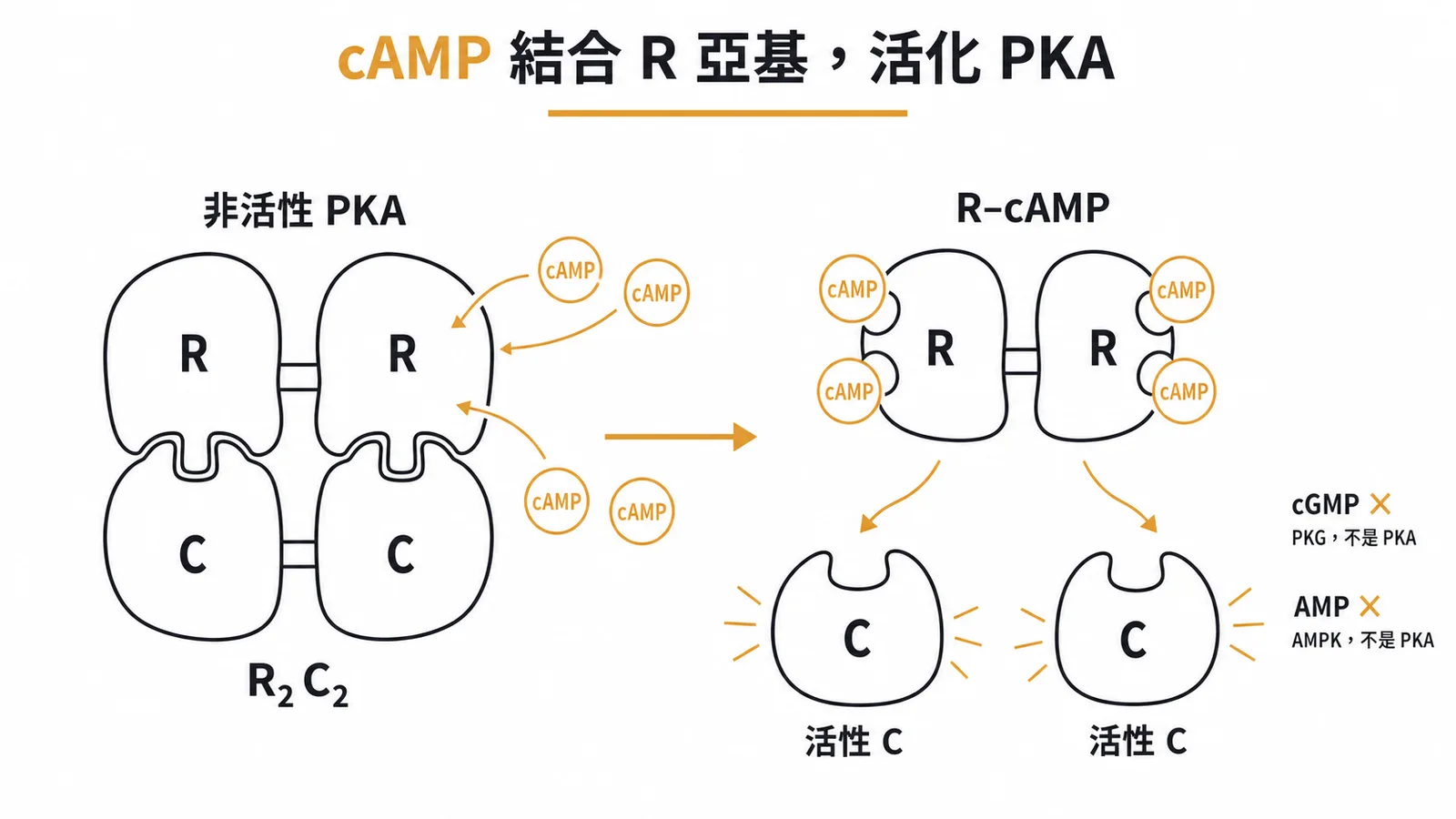 cAMP 結合 PKA 調節亞基釋放催化亞基的活化機制