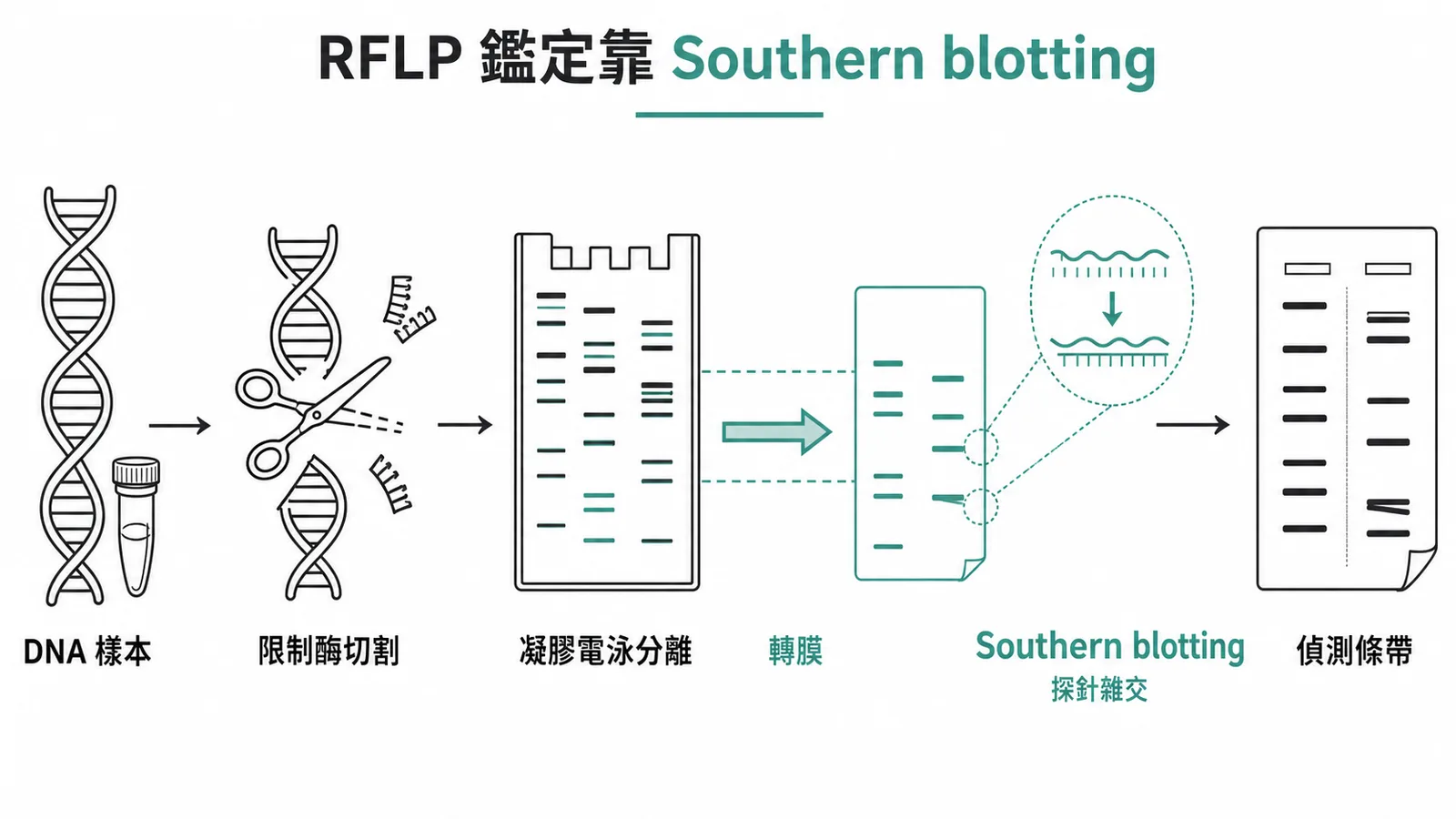 RFLP DNA 指紋鑑定流程搭配 Southern blotting