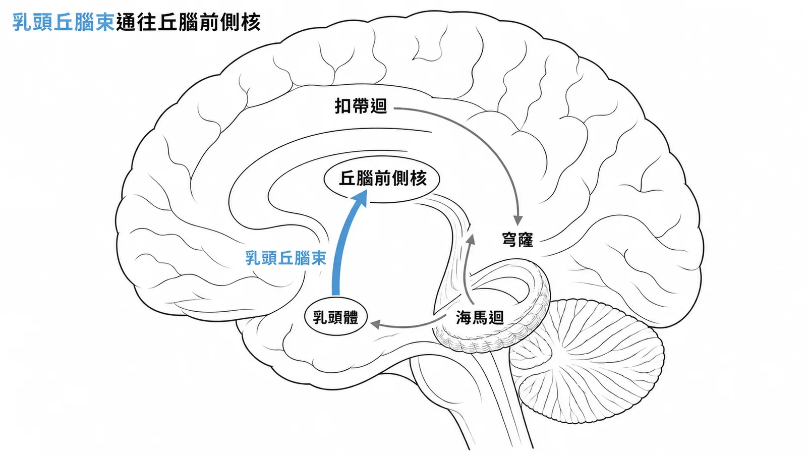 乳頭丘腦束經由乳頭體通往丘腦前側核的Papez記憶迴路示意圖