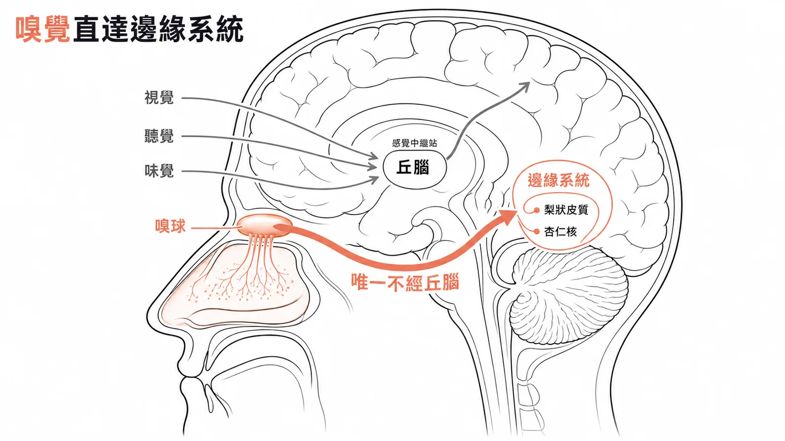 嗅覺是唯一不經丘腦直達邊緣系統的感覺路徑示意圖