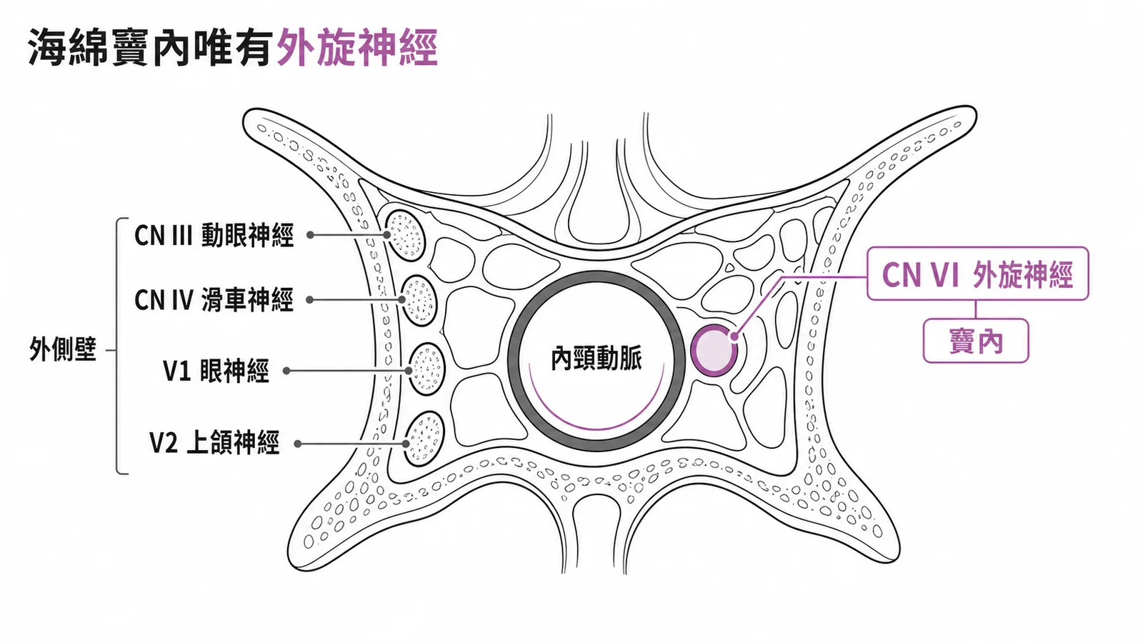 海綿竇橫切面顯示外旋神經是唯一在竇內的腦神經