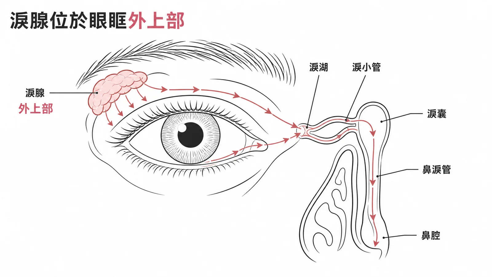 淚腺位於眼眶外上部及淚液排流路徑示意圖