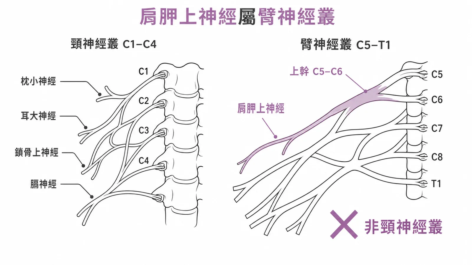 頸神經叢與臂神經叢分支對照圖，肩胛上神經屬臂神經叢