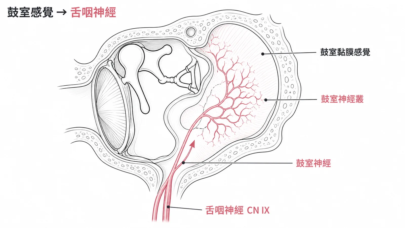 舌咽神經鼓室神經走入中耳鼓室形成鼓室神經叢負責黏膜一般感覺