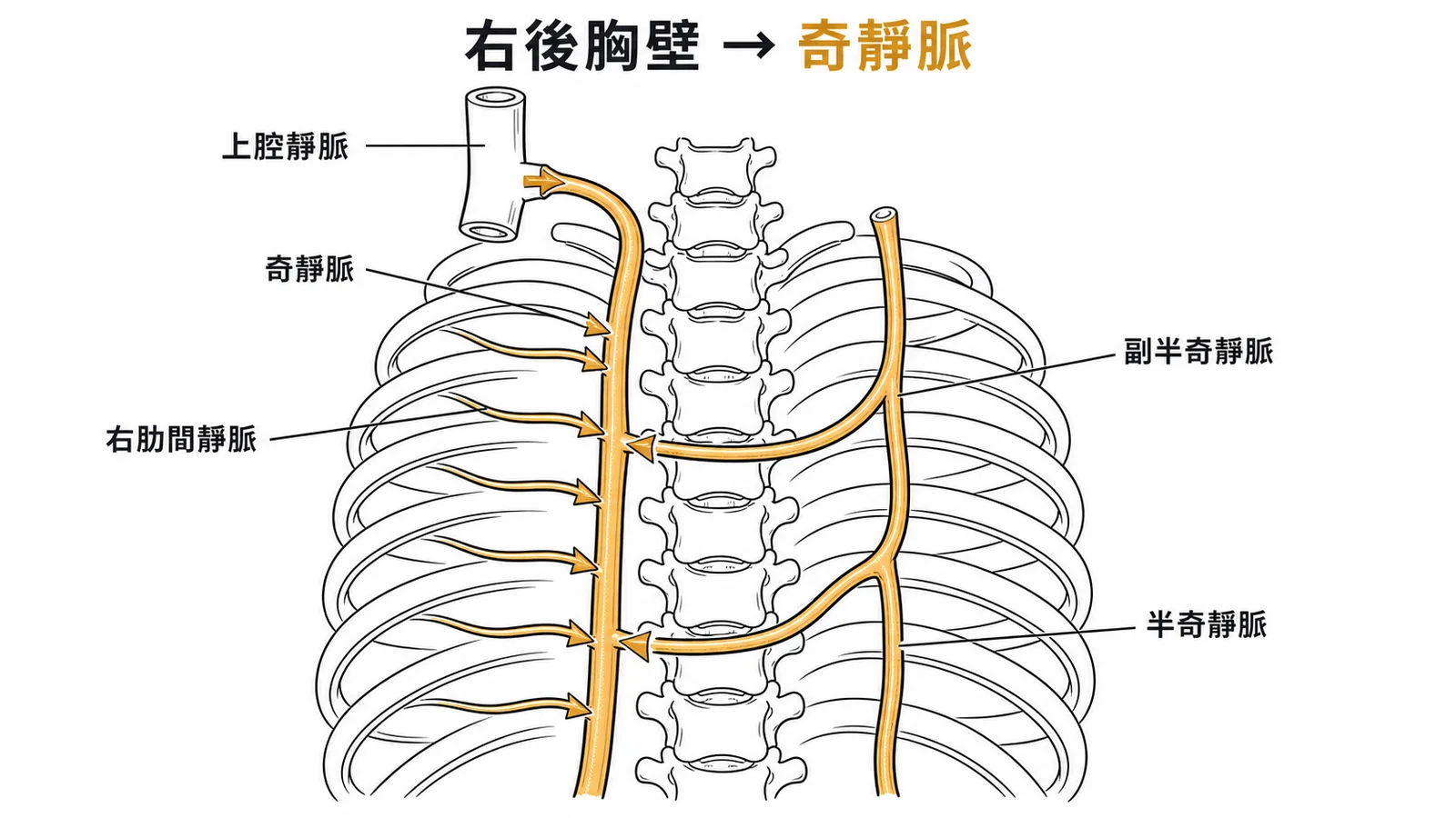 奇靜脈系統引流右後胸壁血液的走行示意圖