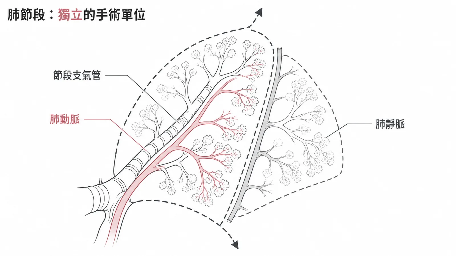支氣管肺節段內部有獨立的節段支氣管與肺動脈而肺靜脈位於節段之間