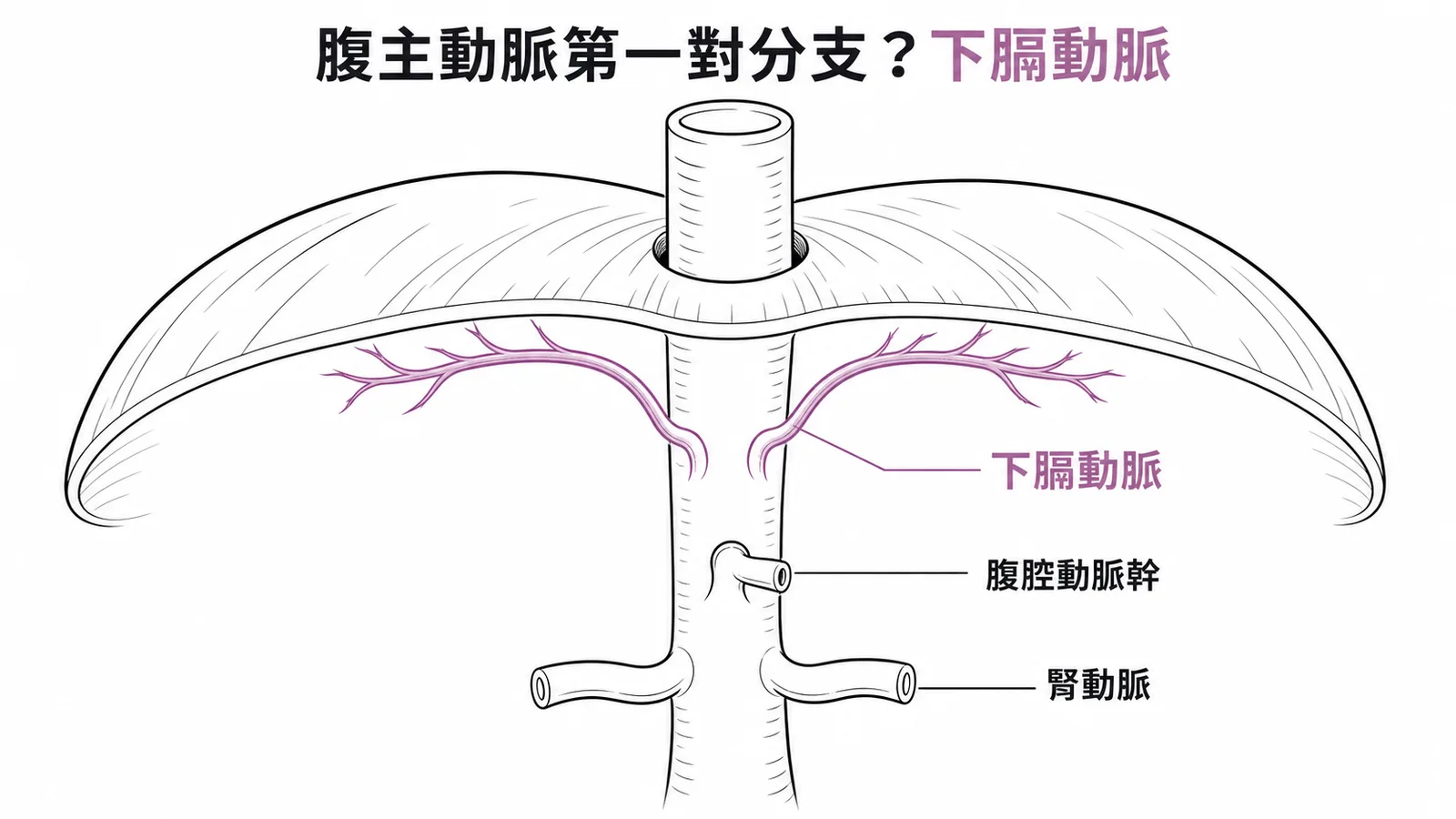 下膈動脈是腹主動脈穿過橫膈膜後的第一對分支
