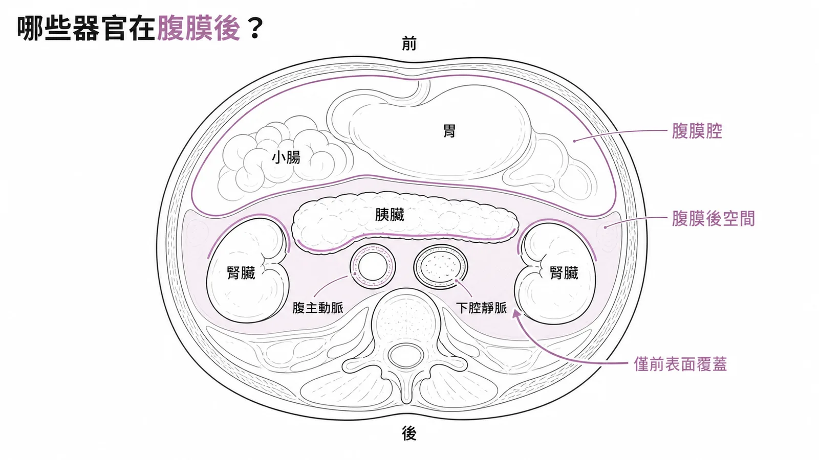 腹部橫斷面顯示腎臟胰臟腹主動脈等腹膜後器官的位置