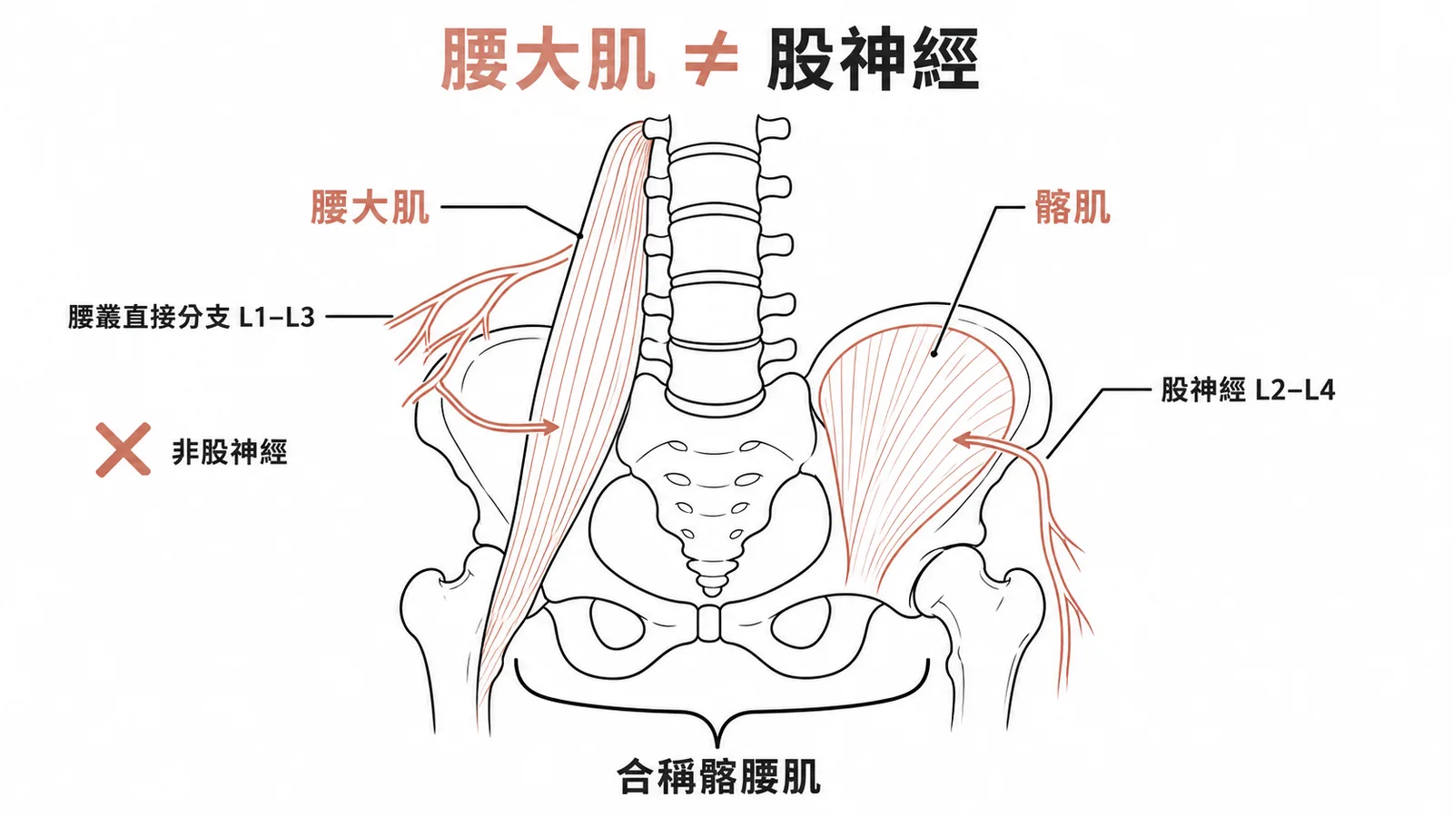 腰大肌由腰叢直接分支L1到L3支配而非股神經與髂肌的神經支配不同