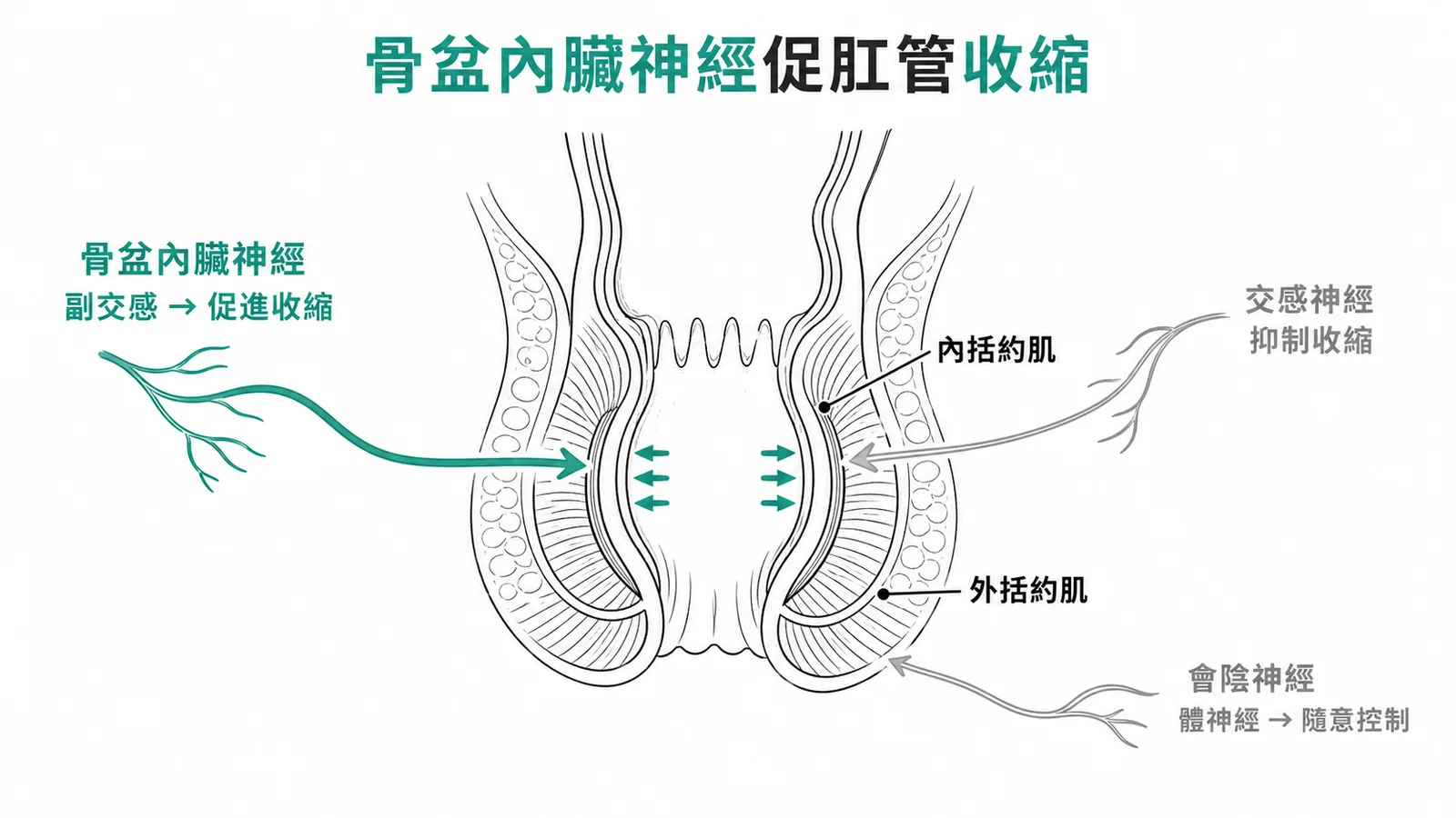 骨盆內臟神經促肛管收縮——肛管神經支配示意圖,副交感促進內括約肌收縮
