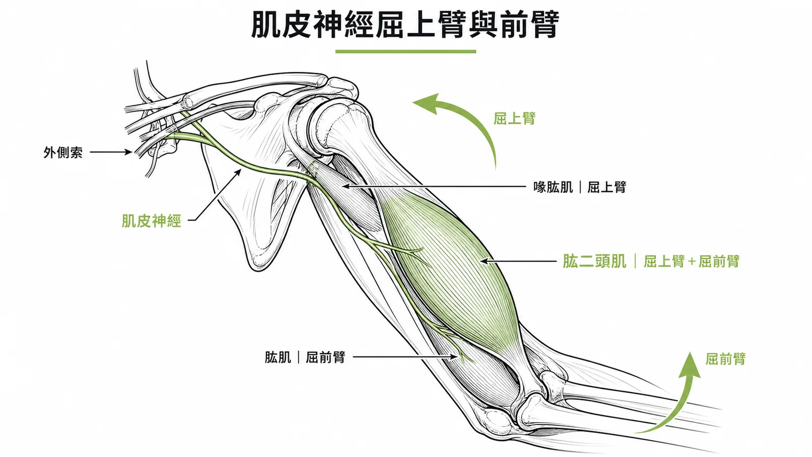 肌皮神經屈上臂與前臂——上肢肌肉支配示意圖,肱二頭肌同時屈肩與屈肘