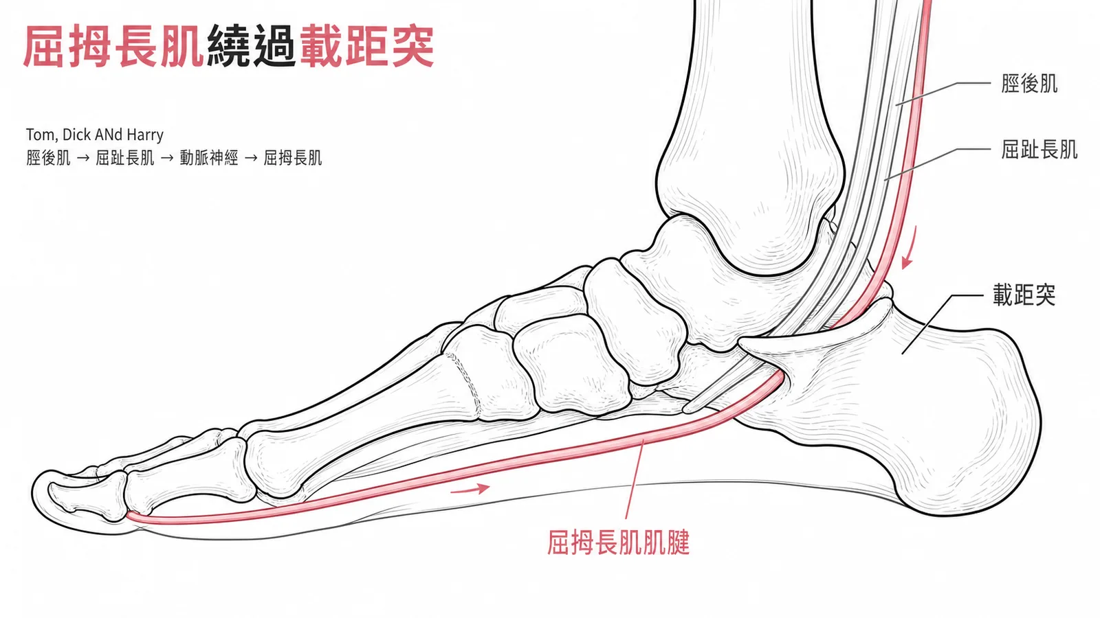 屈拇長肌繞過載距突——足踝內側肌腱走行示意圖