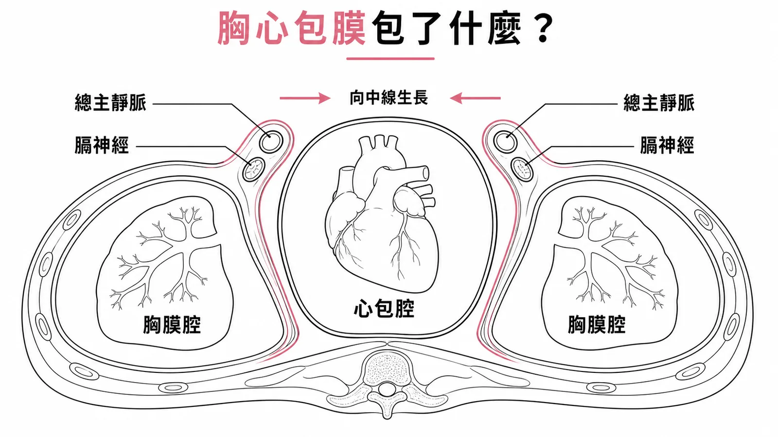 胸心包膜橫切面示意圖:膜內包含總主靜脈與膈神經,從兩側向中線生長分隔胸膜腔與心包腔