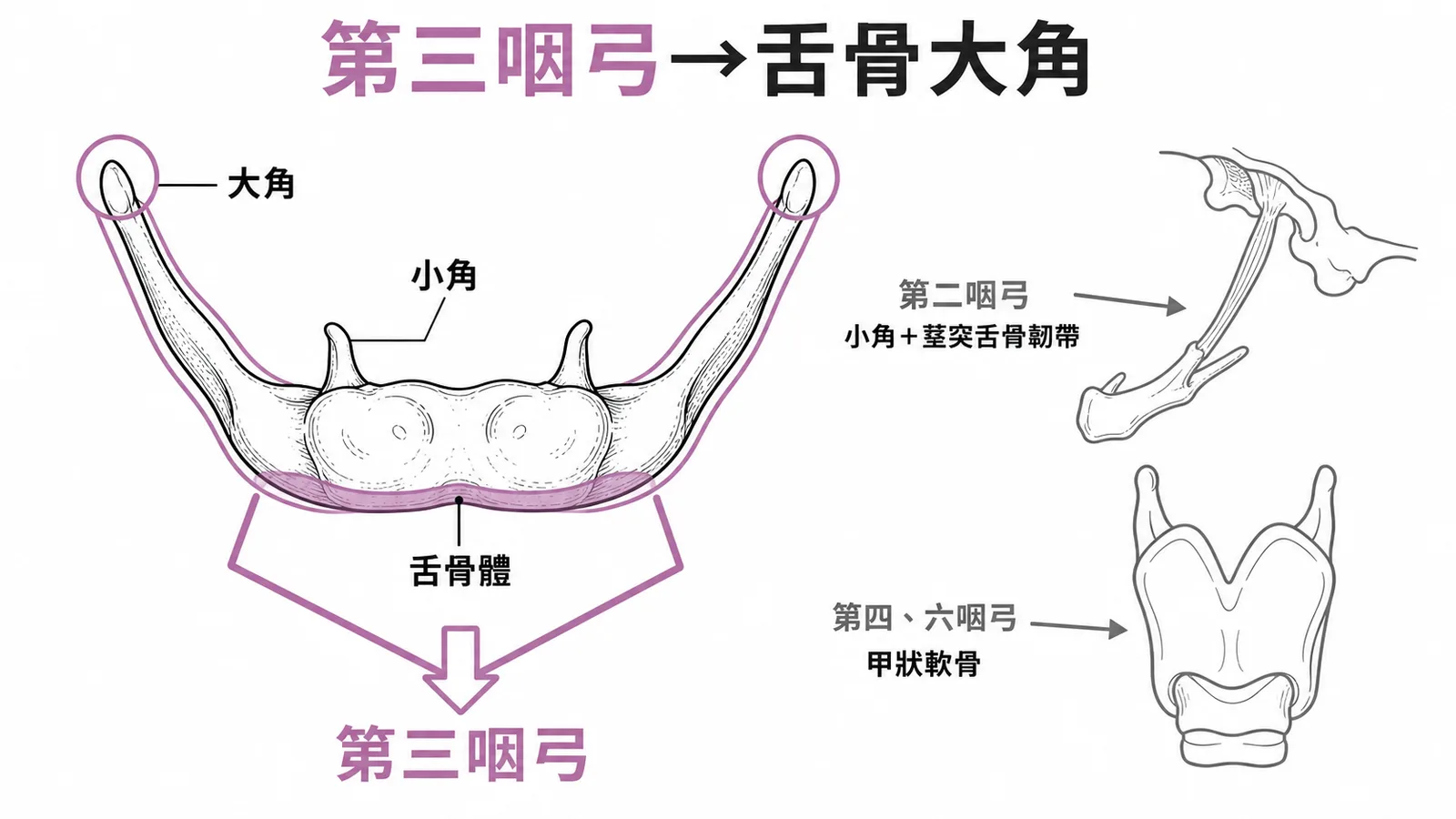 舌骨正面圖:大角來自第三咽弓、小角來自第二咽弓、甲狀軟骨來自第四六咽弓