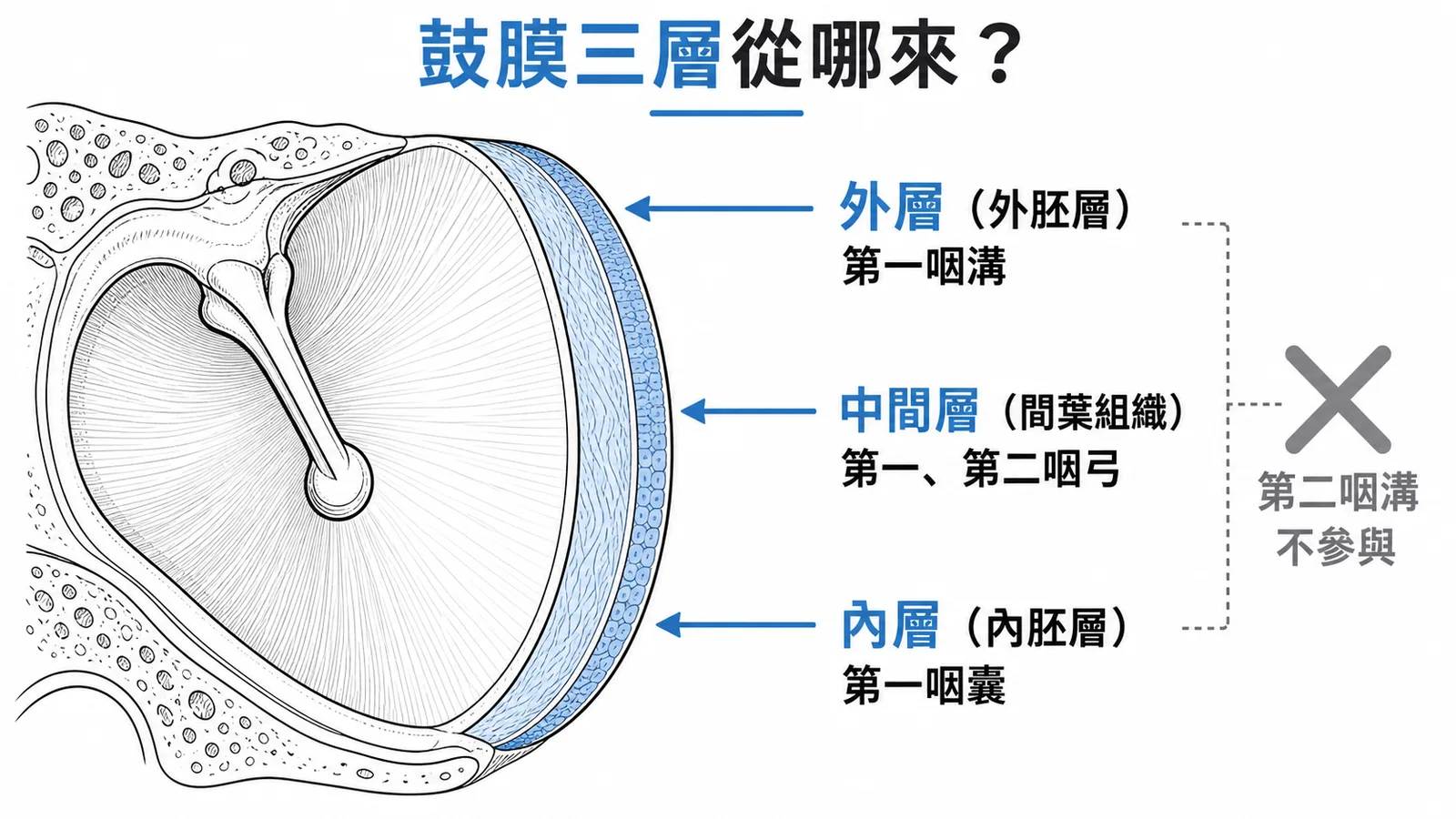 鼓膜三層發育來源:外層來自第一咽溝外胚層、中間層來自第一二咽弓間葉組織、內層來自第一咽囊內胚層