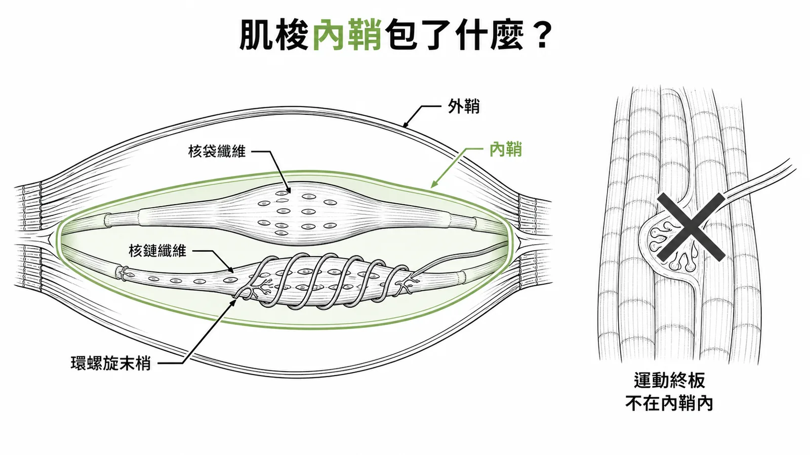 肌梭縱切面：內鞘包覆核袋纖維、核鏈纖維與環螺旋末梢，運動終板不在內鞘內