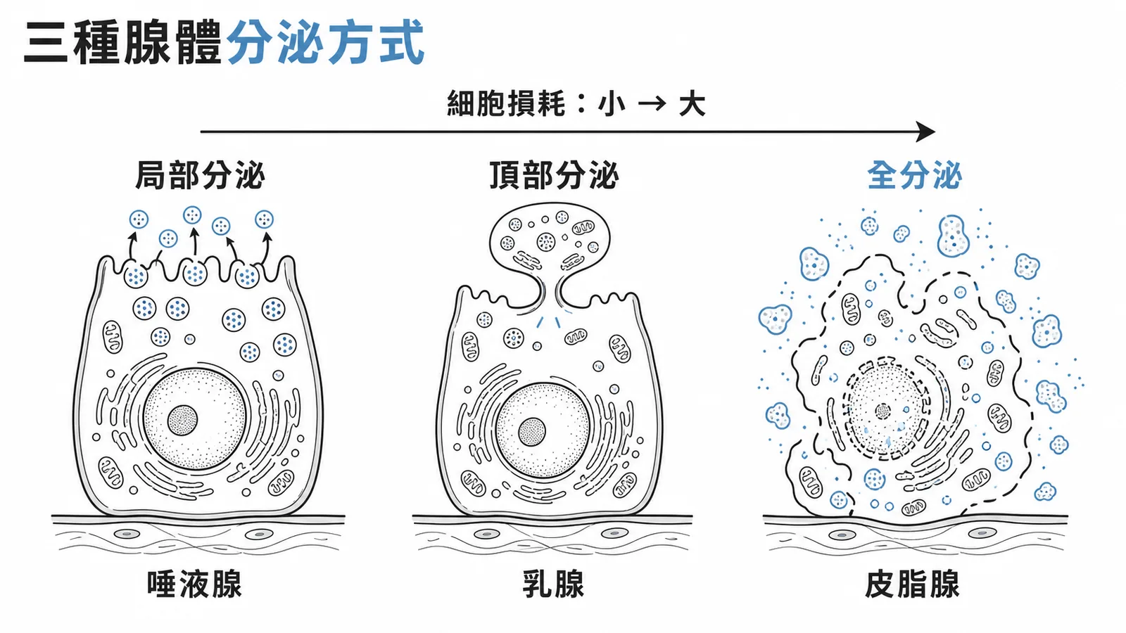 三種腺體分泌方式比較：局部分泌、頂部分泌、全分泌，細胞損耗由小到大