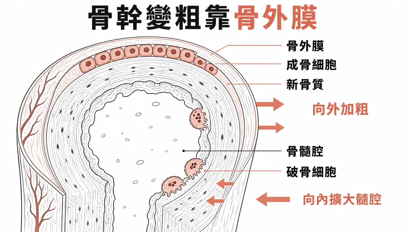長骨骨幹橫切面：骨外膜成骨細胞向外沉積新骨質使骨幹加粗