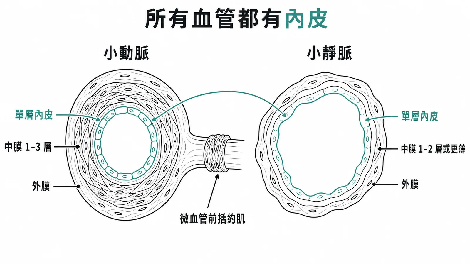 小動脈與小靜脈橫切面對比：兩者都有單層內皮細胞，括約肌僅在小動脈