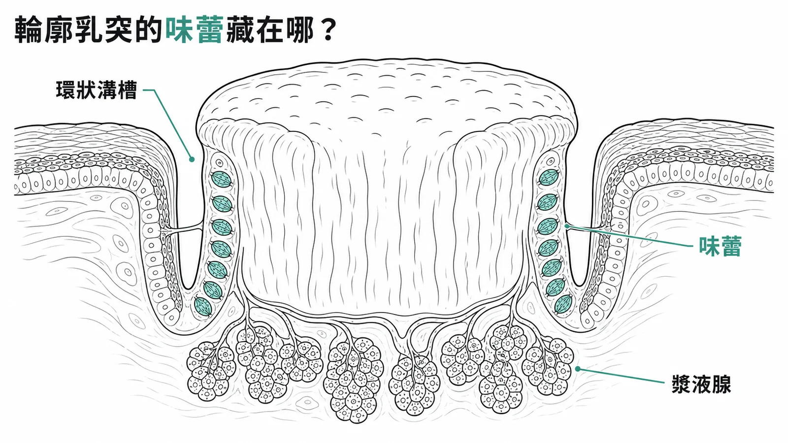輪廓乳突橫切面：味蕾分布在環狀溝槽側壁，漿液腺位於乳突下方