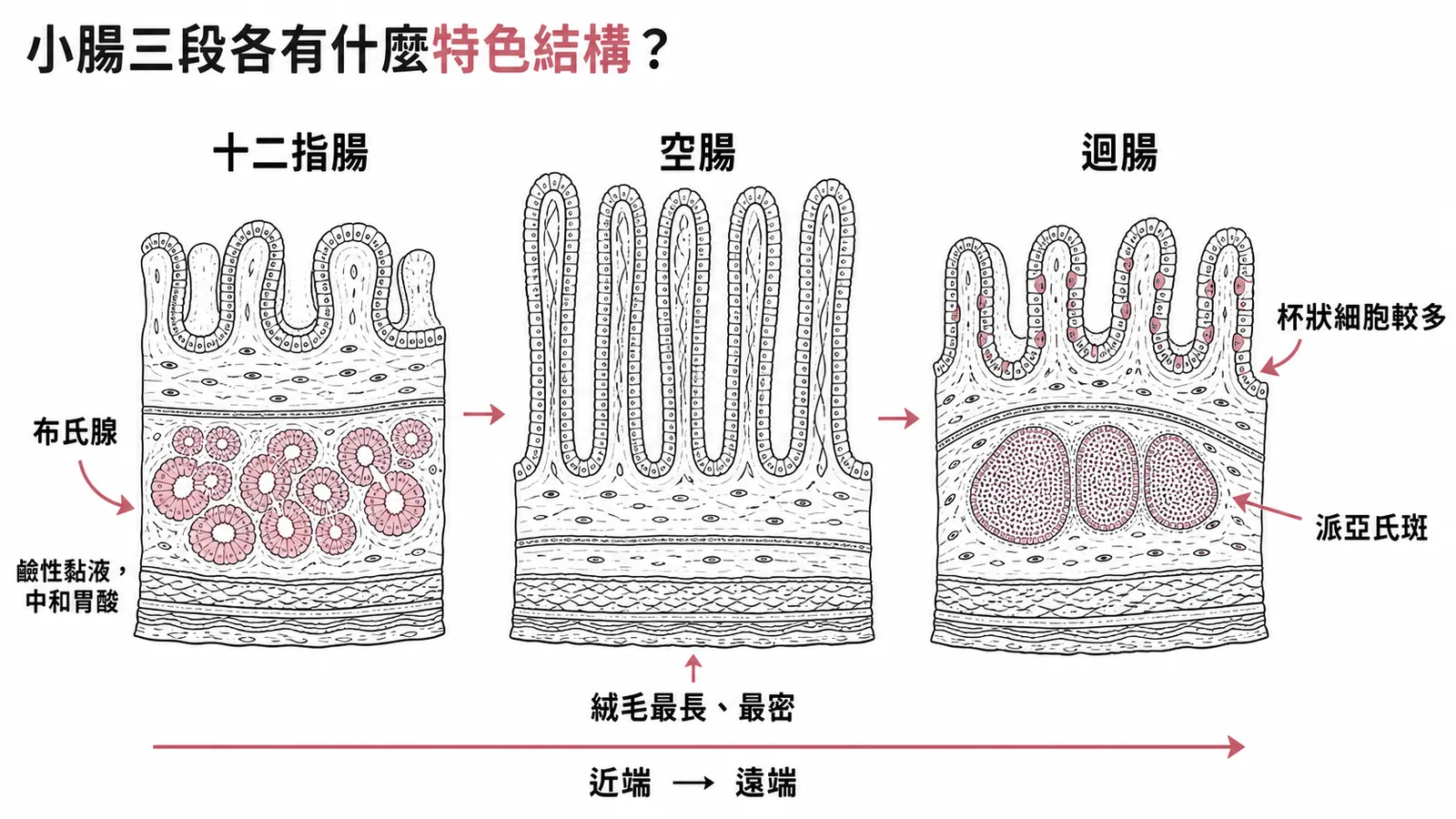 小腸三段特色結構比較：十二指腸布氏腺、空腸最長絨毛、迴腸派亞氏斑