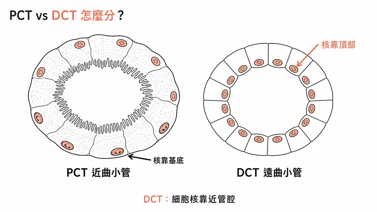近曲小管與遠曲小管橫切面比較：PCT核靠基底有刷狀緣，DCT核靠管腔無刷狀緣