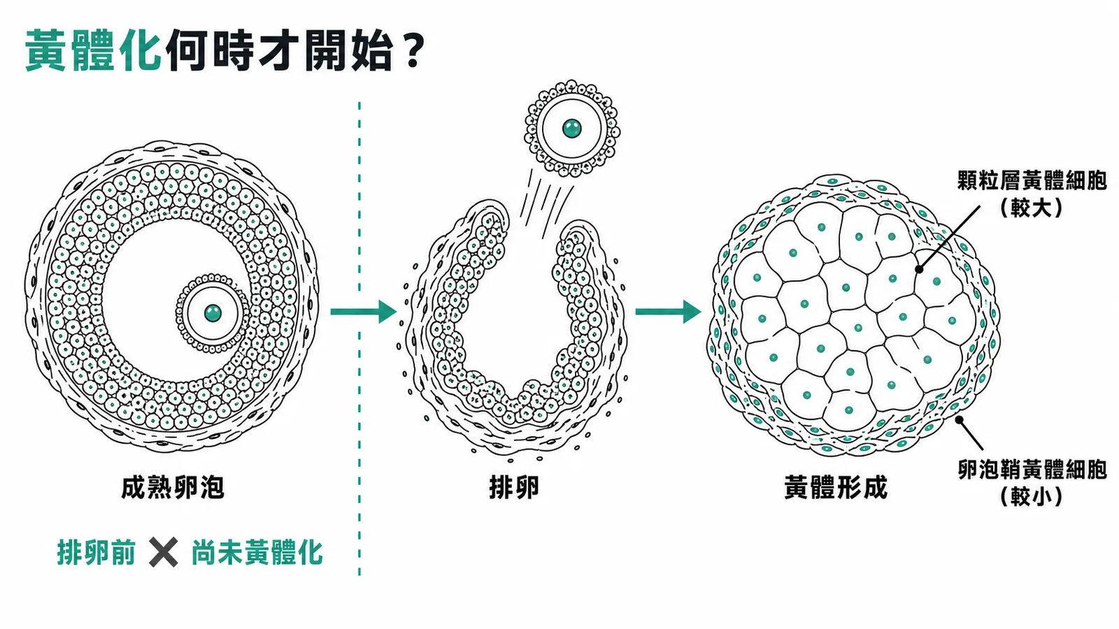 黃體化時序：排卵前尚未黃體化，排卵後顆粒層與鞘層細胞才轉變為黃體細胞