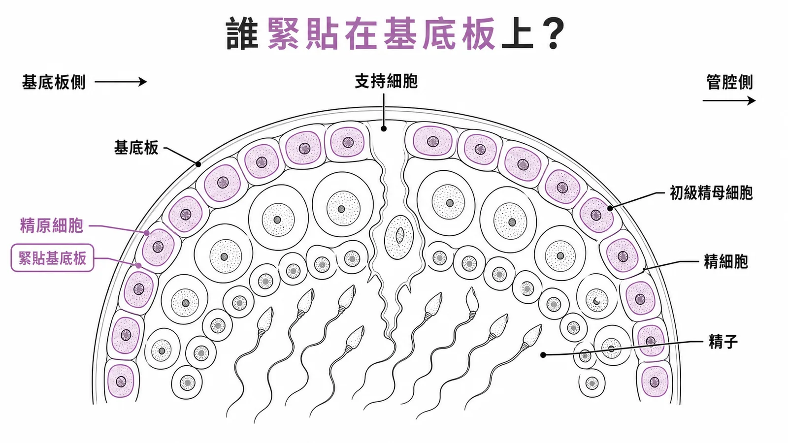 細精管生精上皮分層：精原細胞緊貼基底板，往管腔依序為精母細胞、精細胞、精子