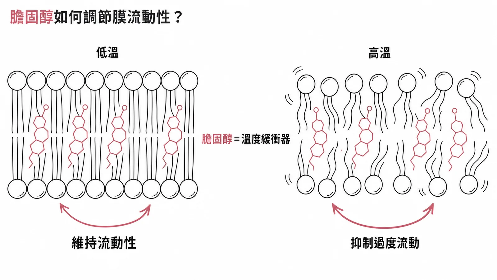 膽固醇調節膜流動性：低溫維持流動、高溫抑制過度流動，如溫度緩衝器
