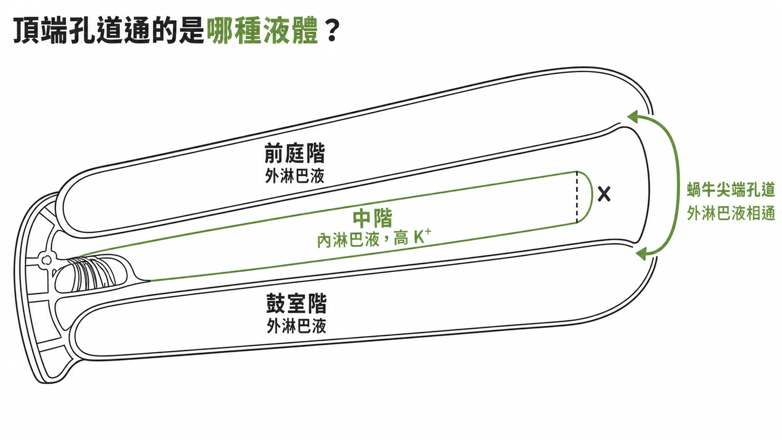 耳蝸三腔室：頂端孔道讓外淋巴液相通，中階內淋巴液封閉不與其他腔相通