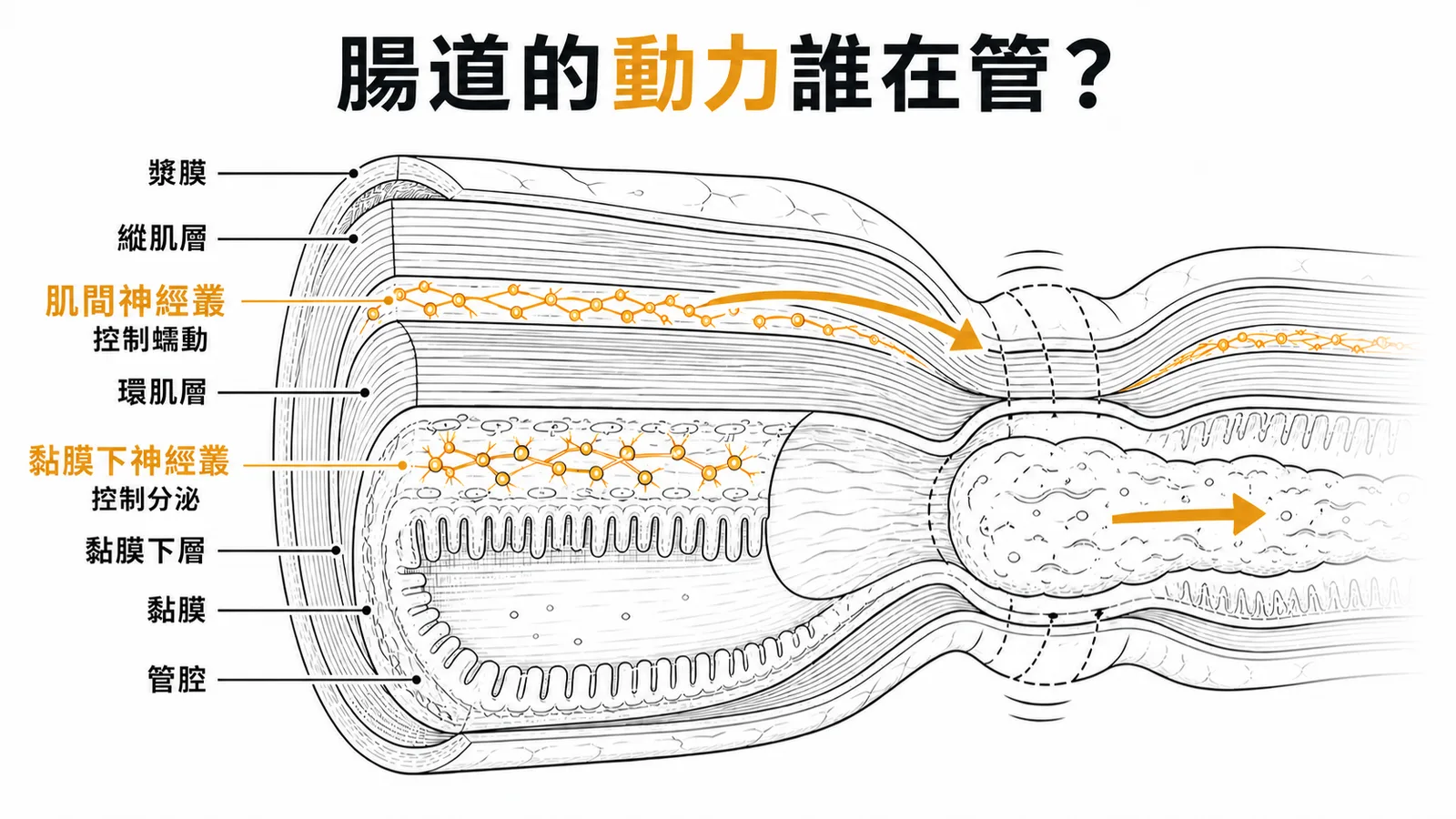 消化道壁橫切面：肌間神經叢位於兩層肌肉間控制蠕動，黏膜下神經叢控制分泌