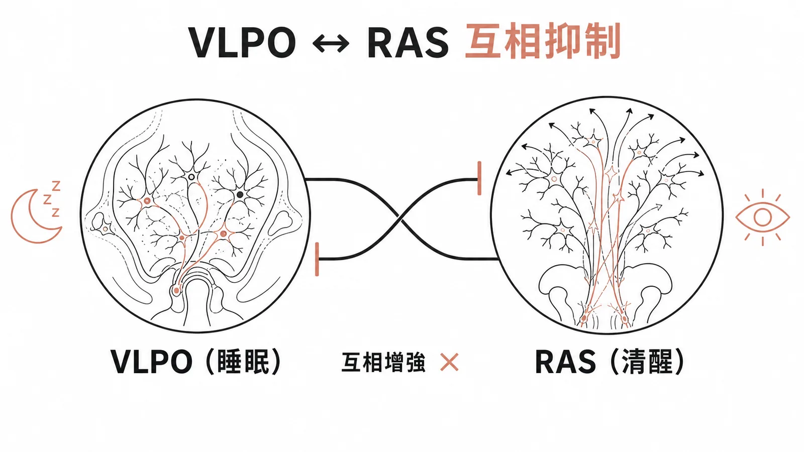 VLPO與RAS互相抑制的翻板開關示意圖