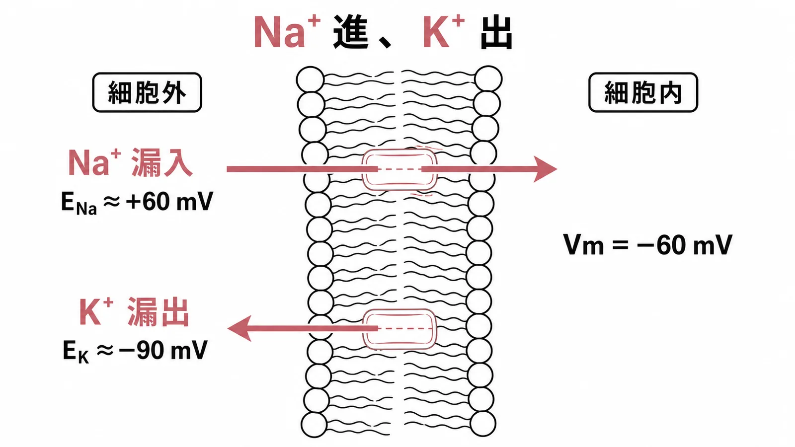 靜止膜電位下Na⁺漏入K⁺漏出方向示意圖