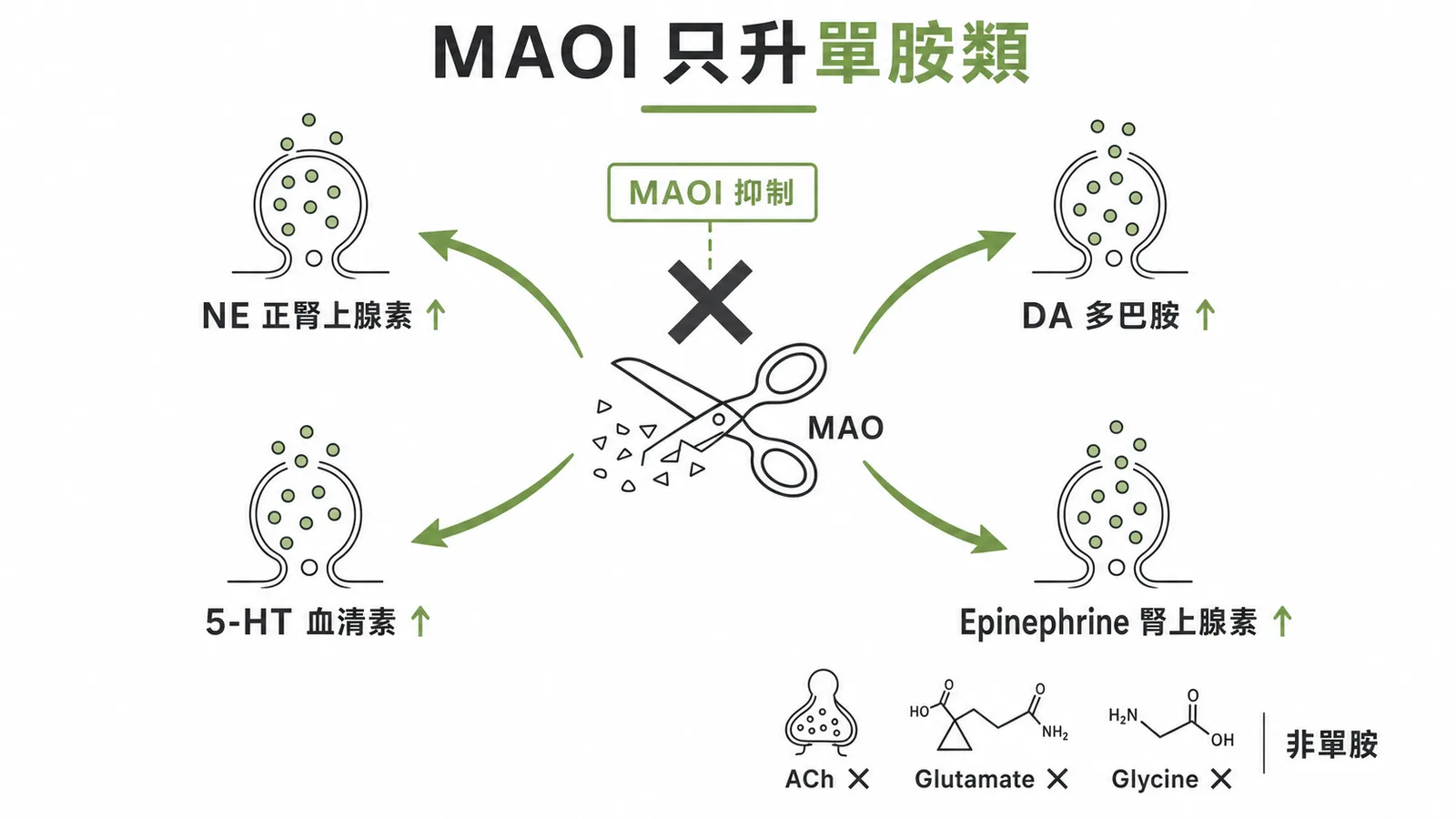 MAOI只升單胺類神經傳導物質示意圖