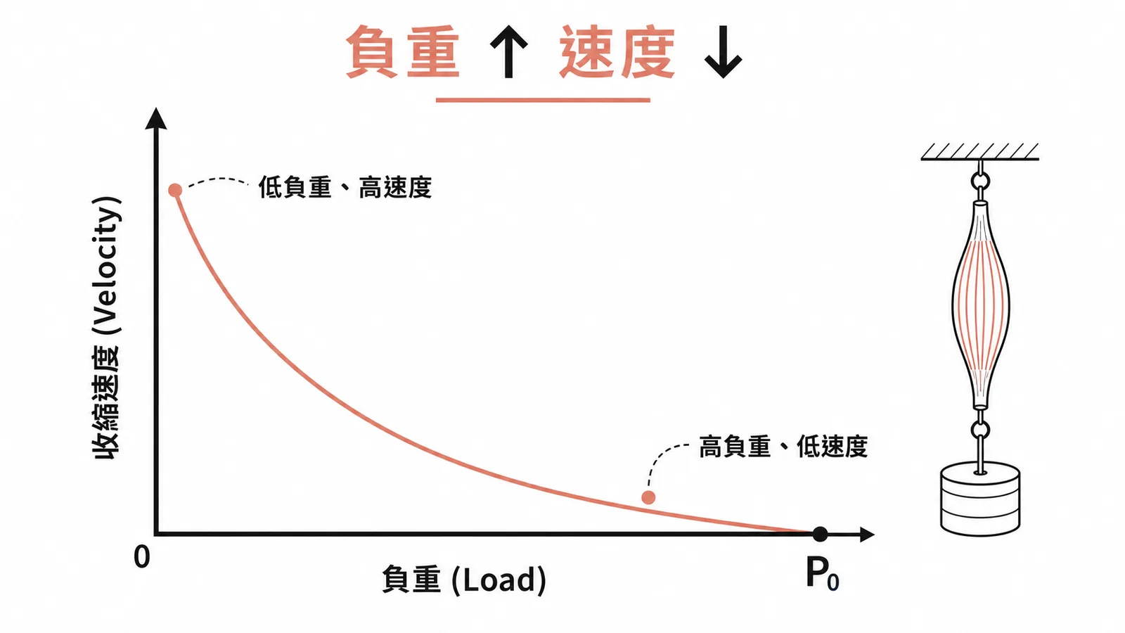 肌肉力-速度曲線：負重越重收縮速度越慢
