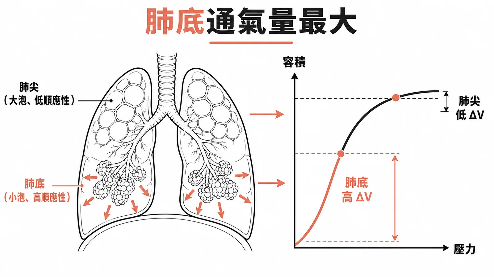 站立時肺底通氣量最大與順應性曲線