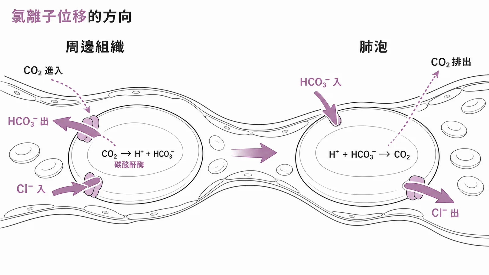 氯離子位移：周邊組織與肺泡微血管中紅血球的離子移動方向對照