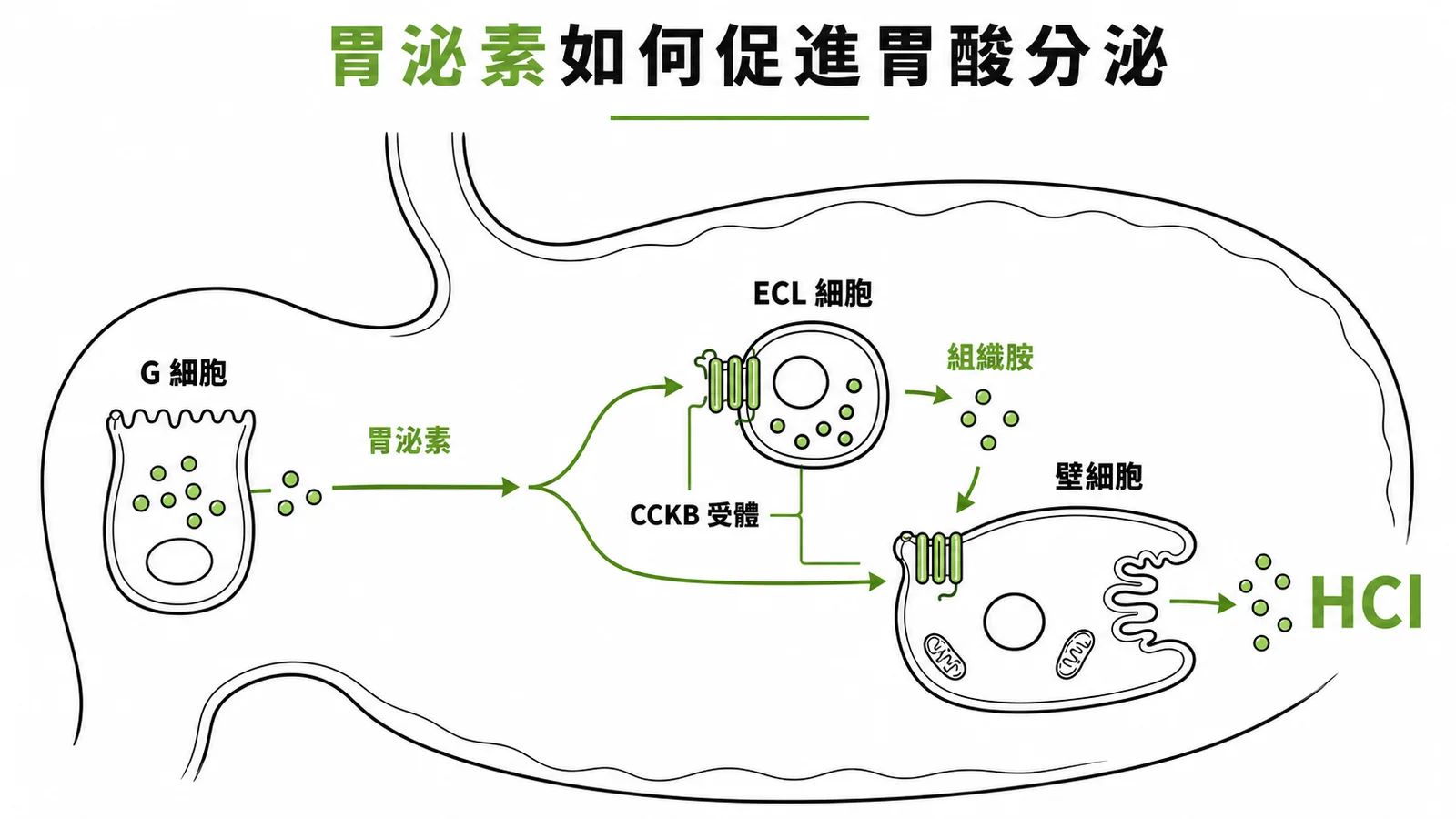 胃泌素經由 CCKB 受體促進 ECL 細胞釋放組織胺，進而刺激壁細胞分泌胃酸