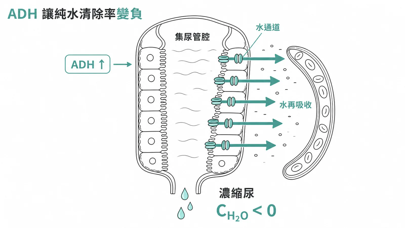 ADH 增加時水通道蛋白插入集尿管，水分大量再吸收使尿液濃縮，純水清除率變負