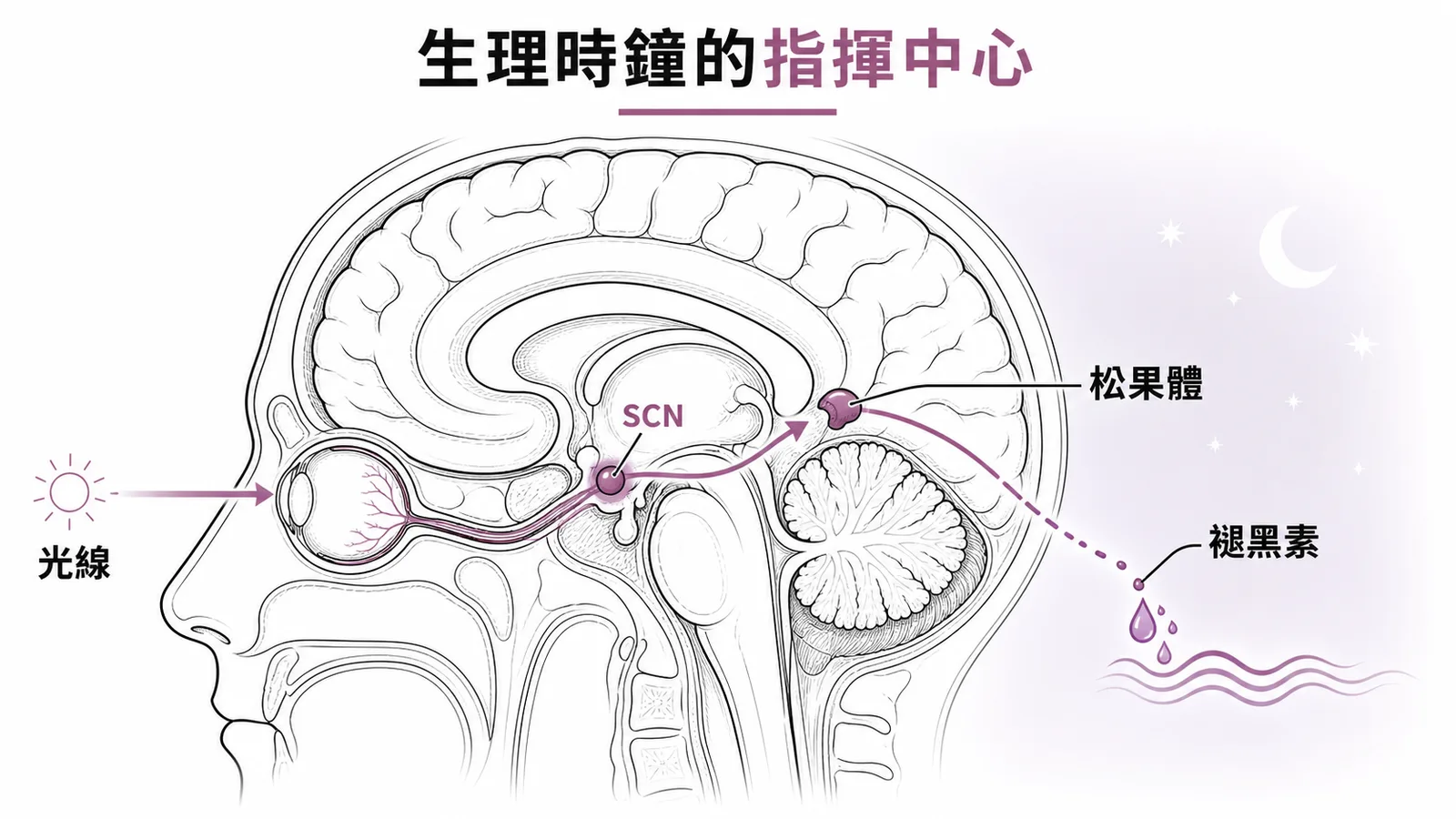 光線經視網膜傳至視交叉上核 SCN，再影響松果體分泌褪黑素調節睡眠週期