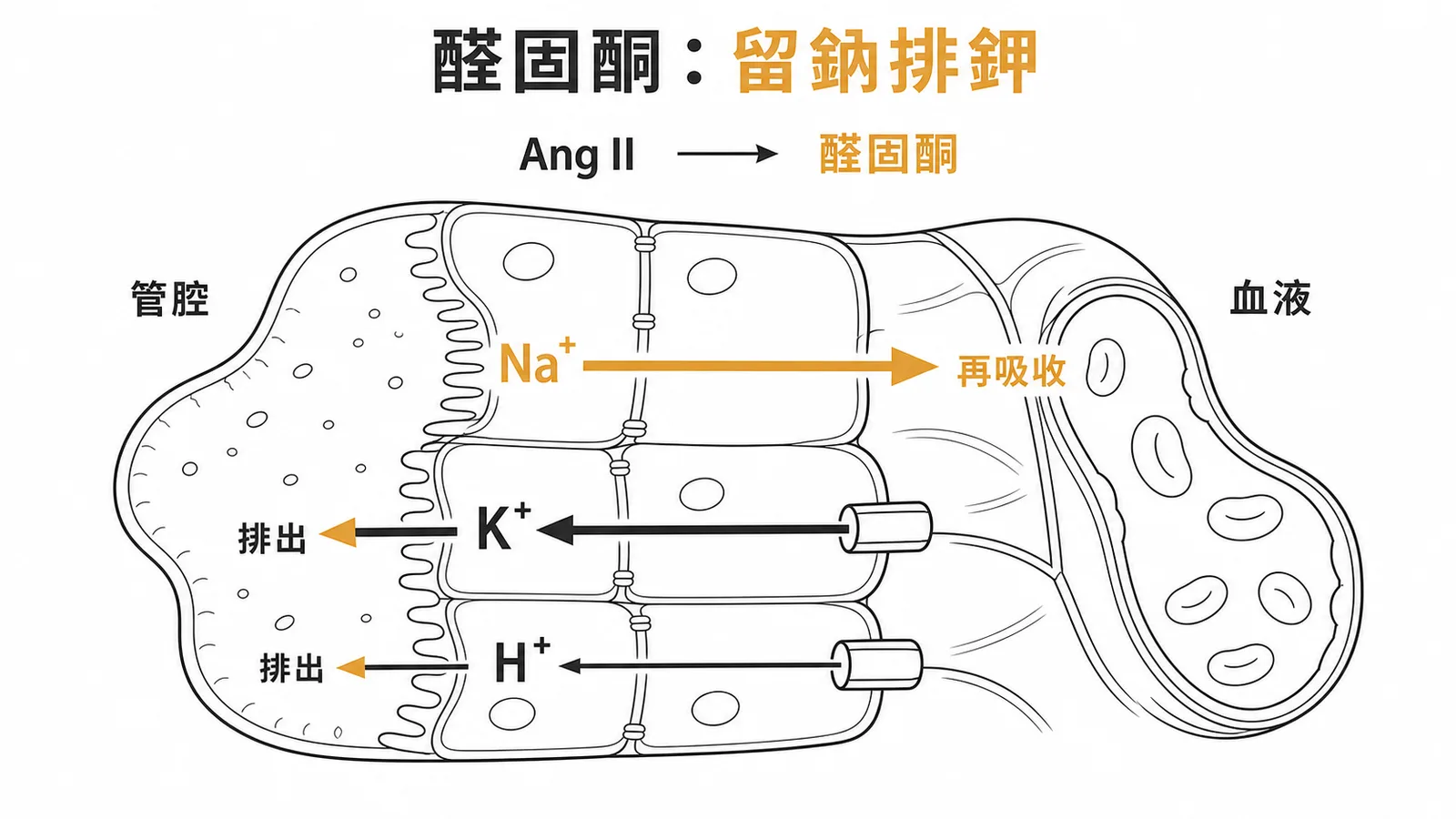 血管收縮素 II 刺激醛固酮分泌，作用於遠曲小管再吸收鈉、排出鉀與氫