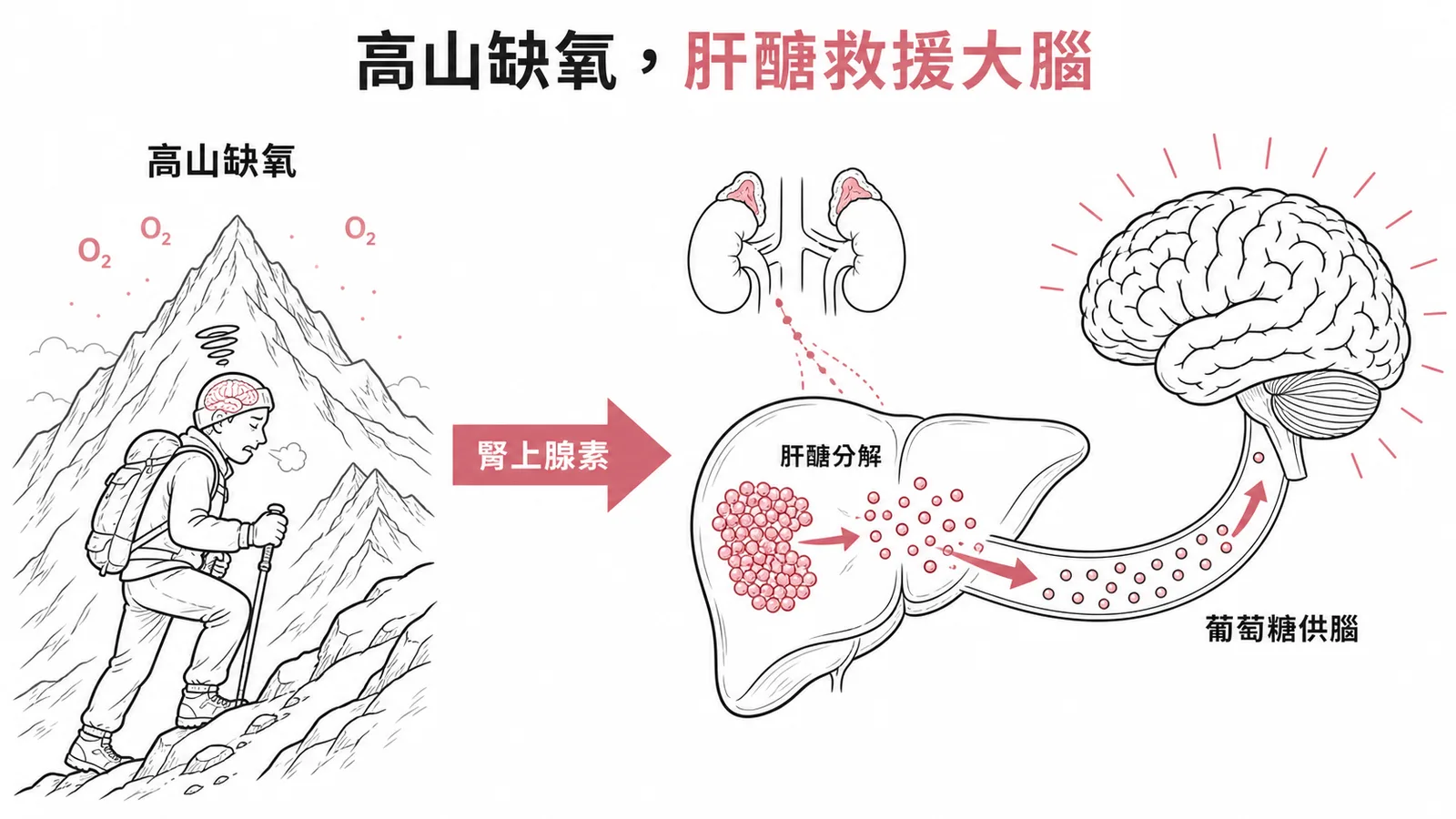 高山缺氧時腎上腺髓質分泌腎上腺素，促進肝醣分解釋出葡萄糖供給腦部