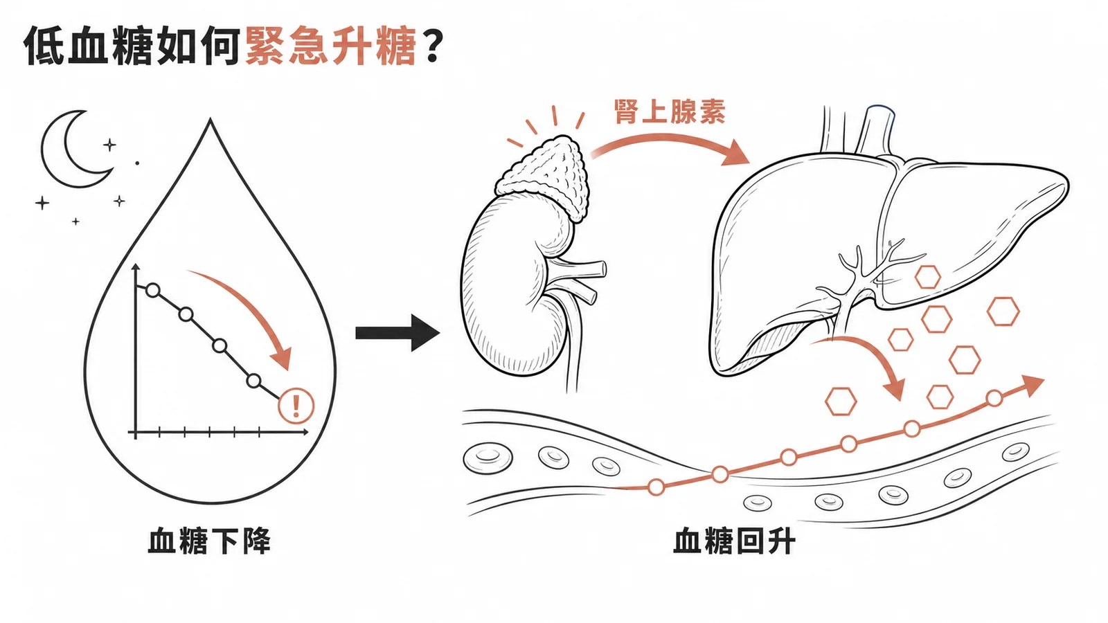 半夜血糖下降時腎上腺素促進肝醣分解與糖質新生，將葡萄糖釋入血液回升血糖