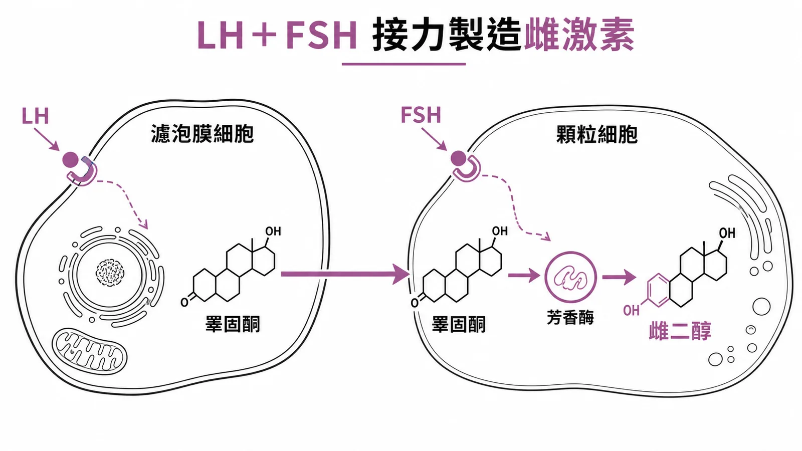LH與FSH協力合成雌激素的卵巢兩細胞學說流程