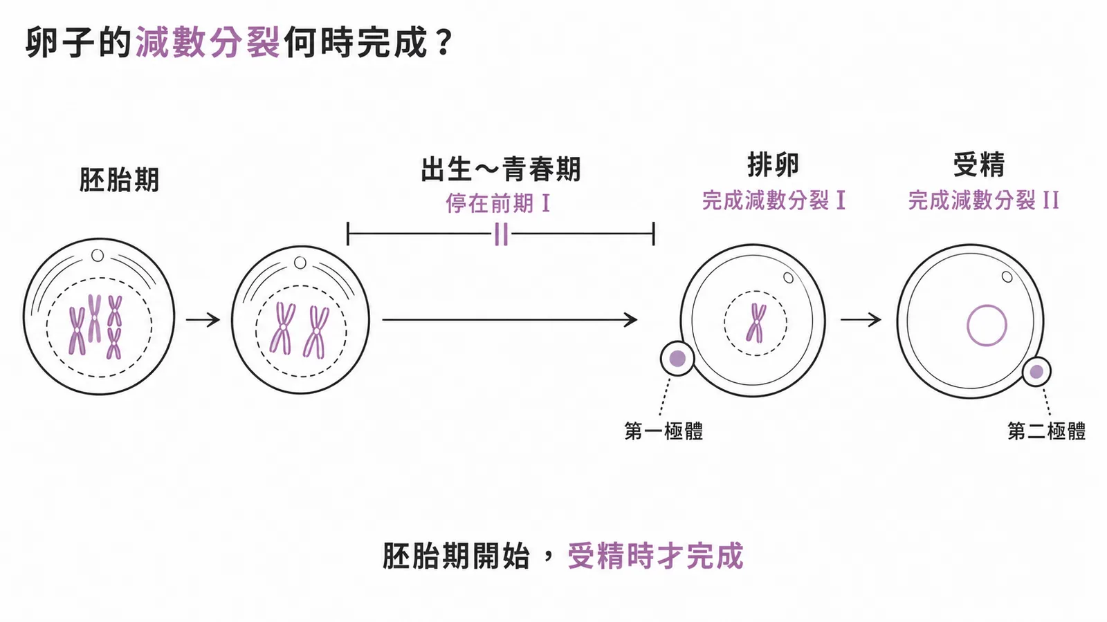 卵子減數分裂時間軸：胚胎期開始、受精時完成