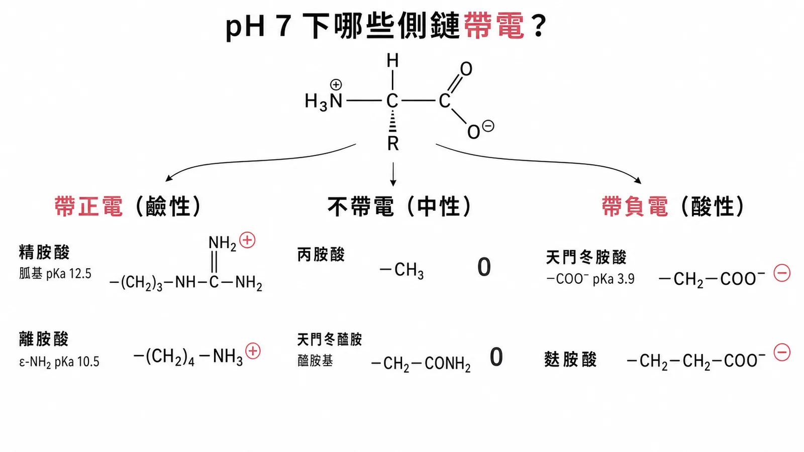 pH 7下胺基酸側鏈電荷分類：鹼性帶正電、酸性帶負電