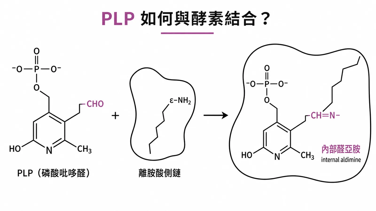 PLP與離胺酸ε-胺基形成希夫鹼（內部醛亞胺）